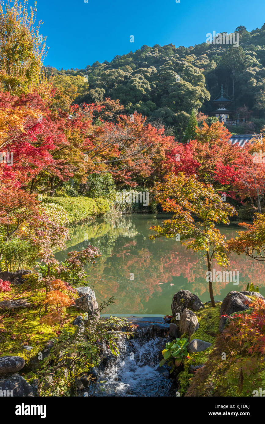 Beautiful momiji maple trees hi-res stock photography and images - Alamy
