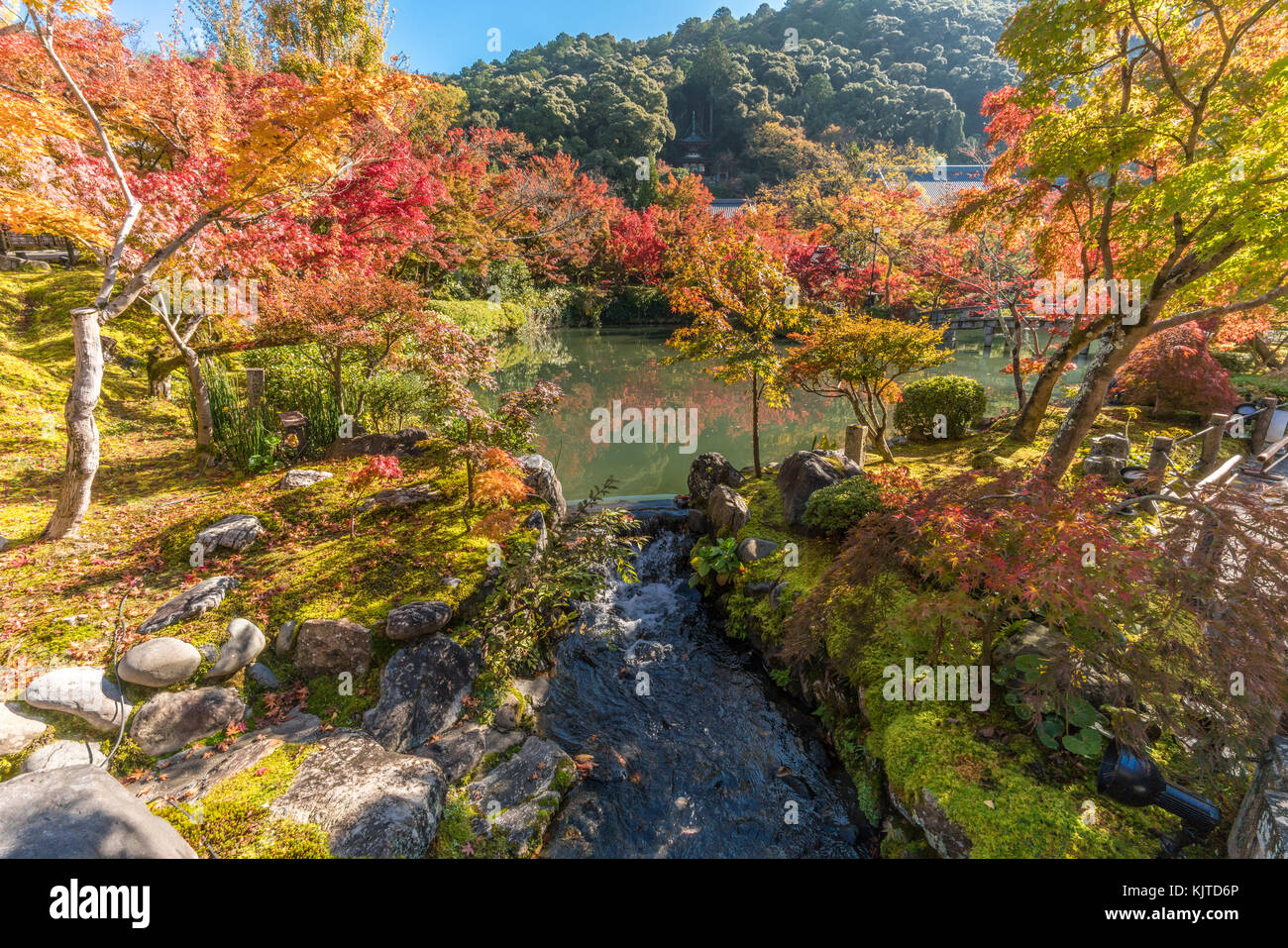 Beautiful Momiji (maple trees) autumn colors, Fall foliage across the ...