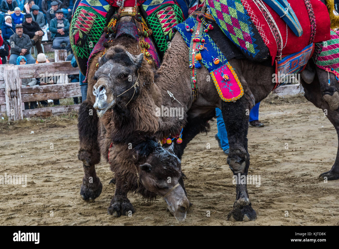 Camel Wrestling Hi-res Stock Photography And Images - Alamy