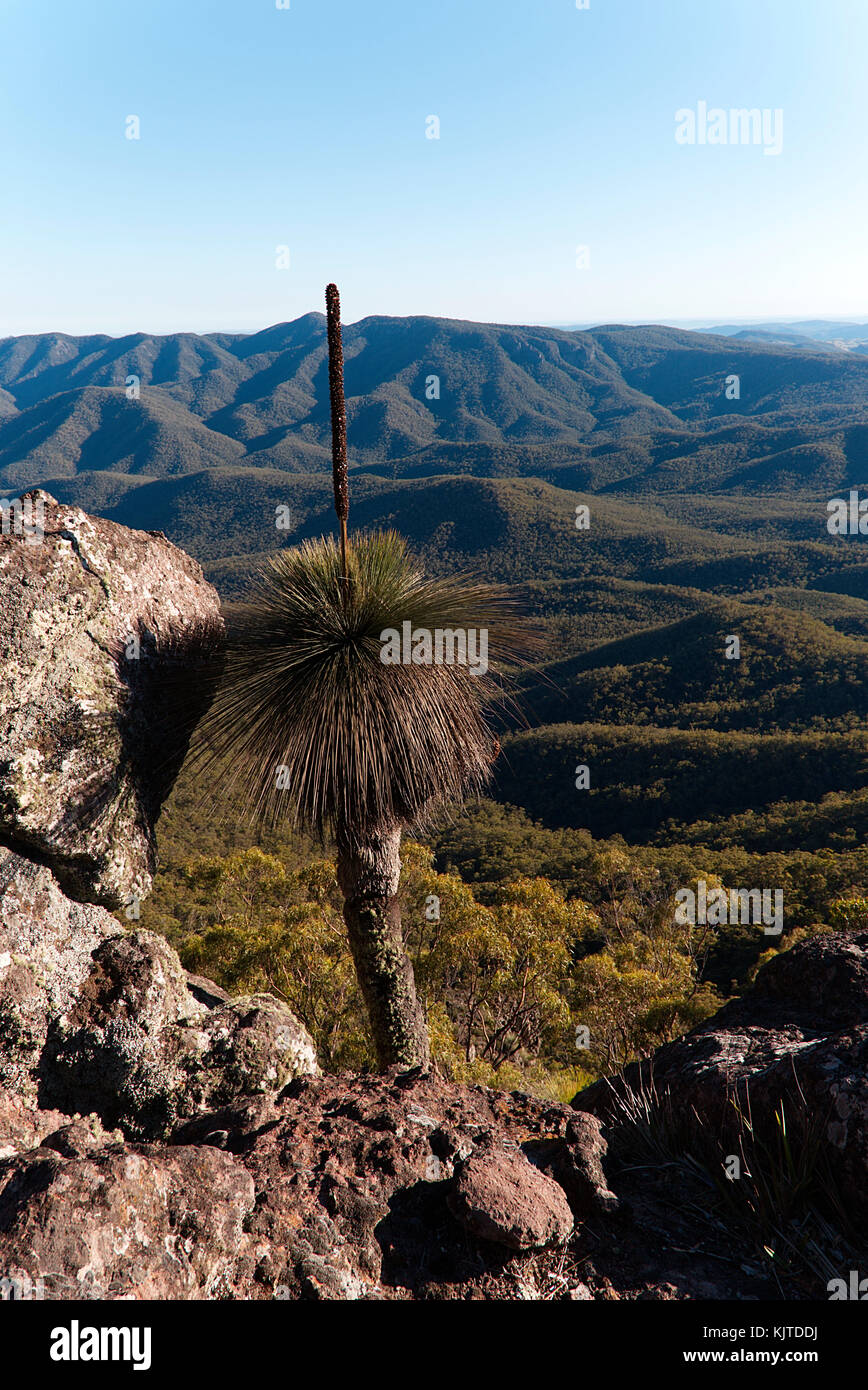 Grasstree frames the views from Mount Coryah walking track in Mount Kaputar National Park New South Wales Australia Stock Photo