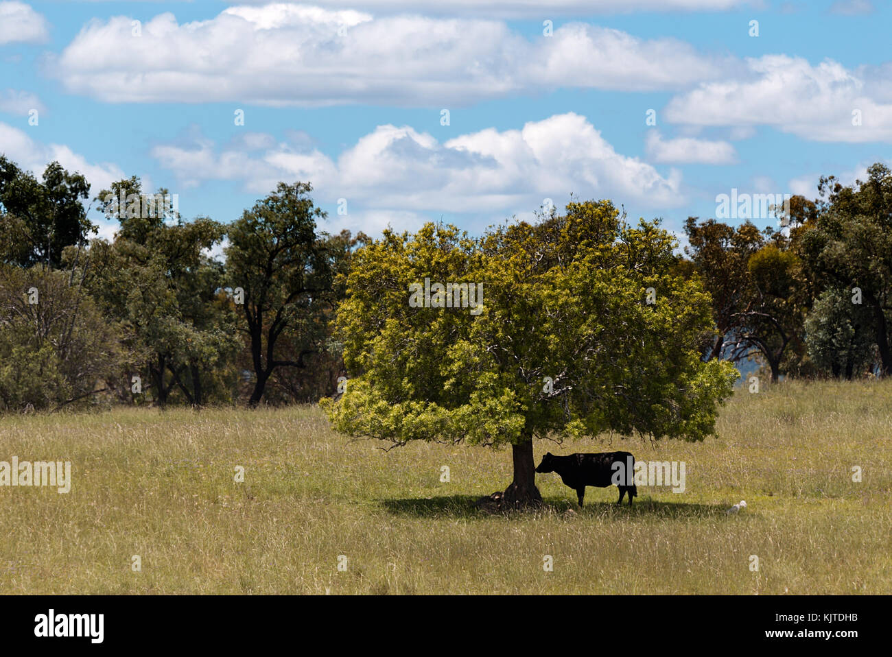Cow seeking shade under a single tree on the open plains of the grasslands - New South Wales Australia. Stock Photo
