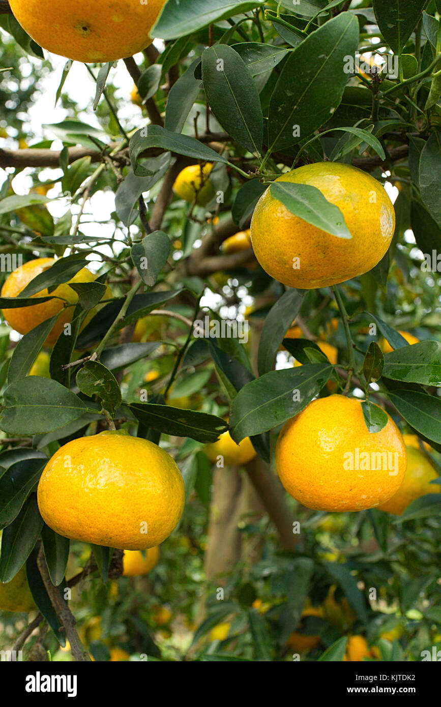 Harvesting of Mandarins still on the tree Stock Photo