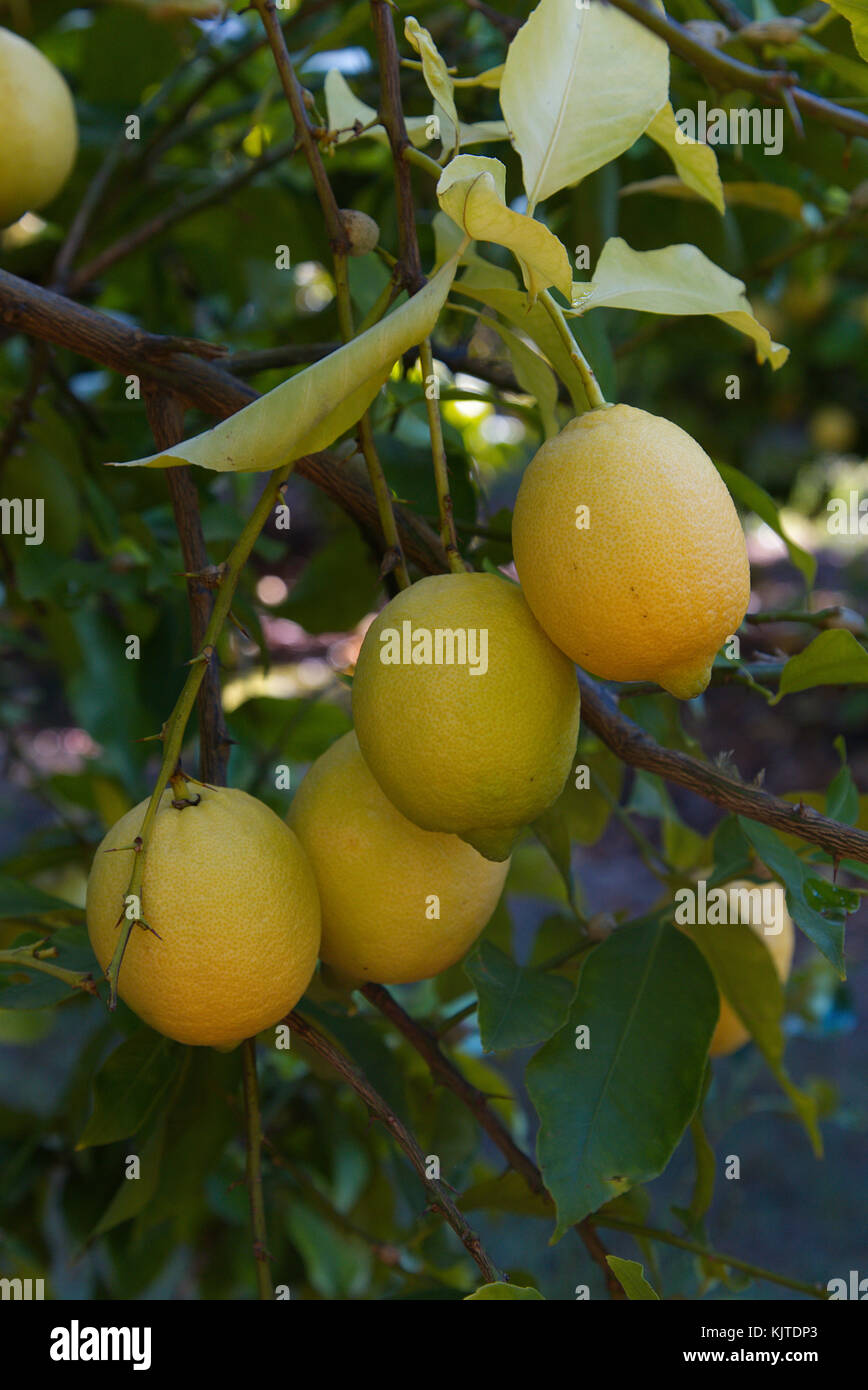Commercially produced lemons still on the tree Queensland Australia Stock Photo