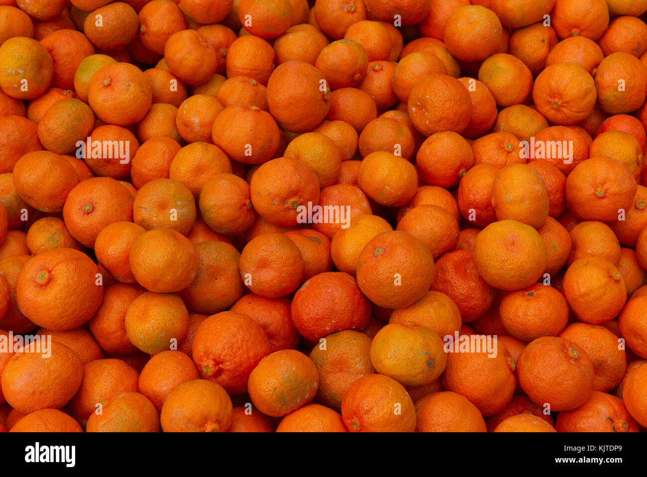 Packing bin full of Imperial Mandarin being commercially harvested in an orchard Queensland Australia Stock Photo