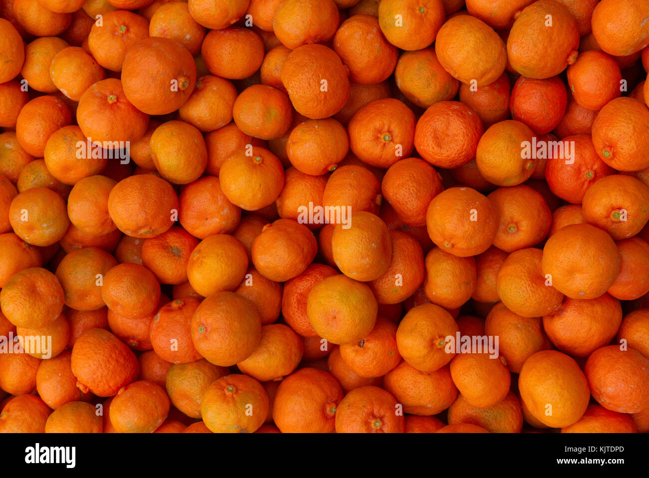 Packing bin full of Imperial Mandarin being commercially harvested in an orchard Queensland Australia Stock Photo