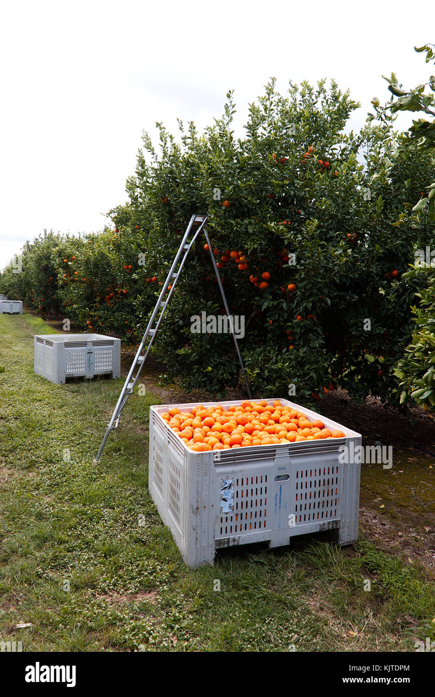 Imperial Mandarin being commercially harvested and placed in a packing bin at an orchard Queensland Australia Stock Photo