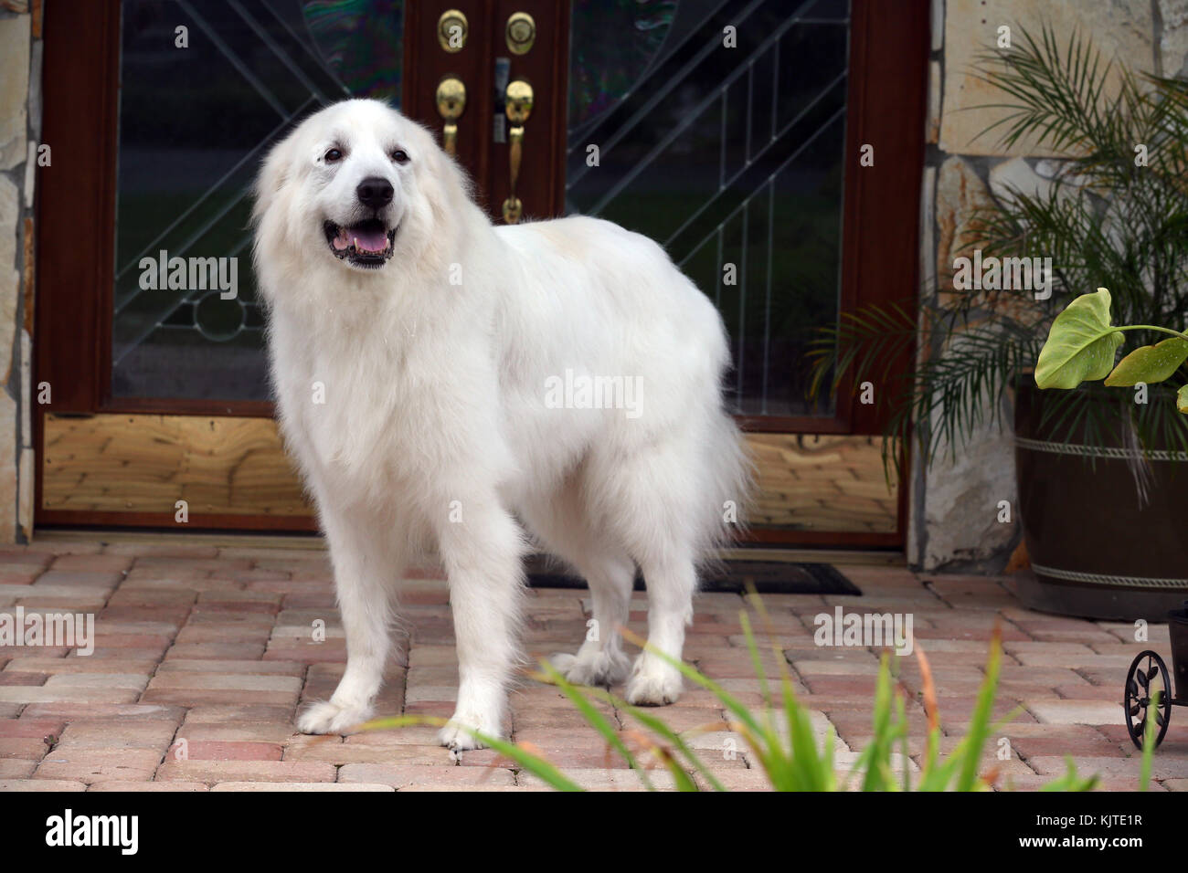 Chien De Montagne Stock Photos Chien De Montagne Stock