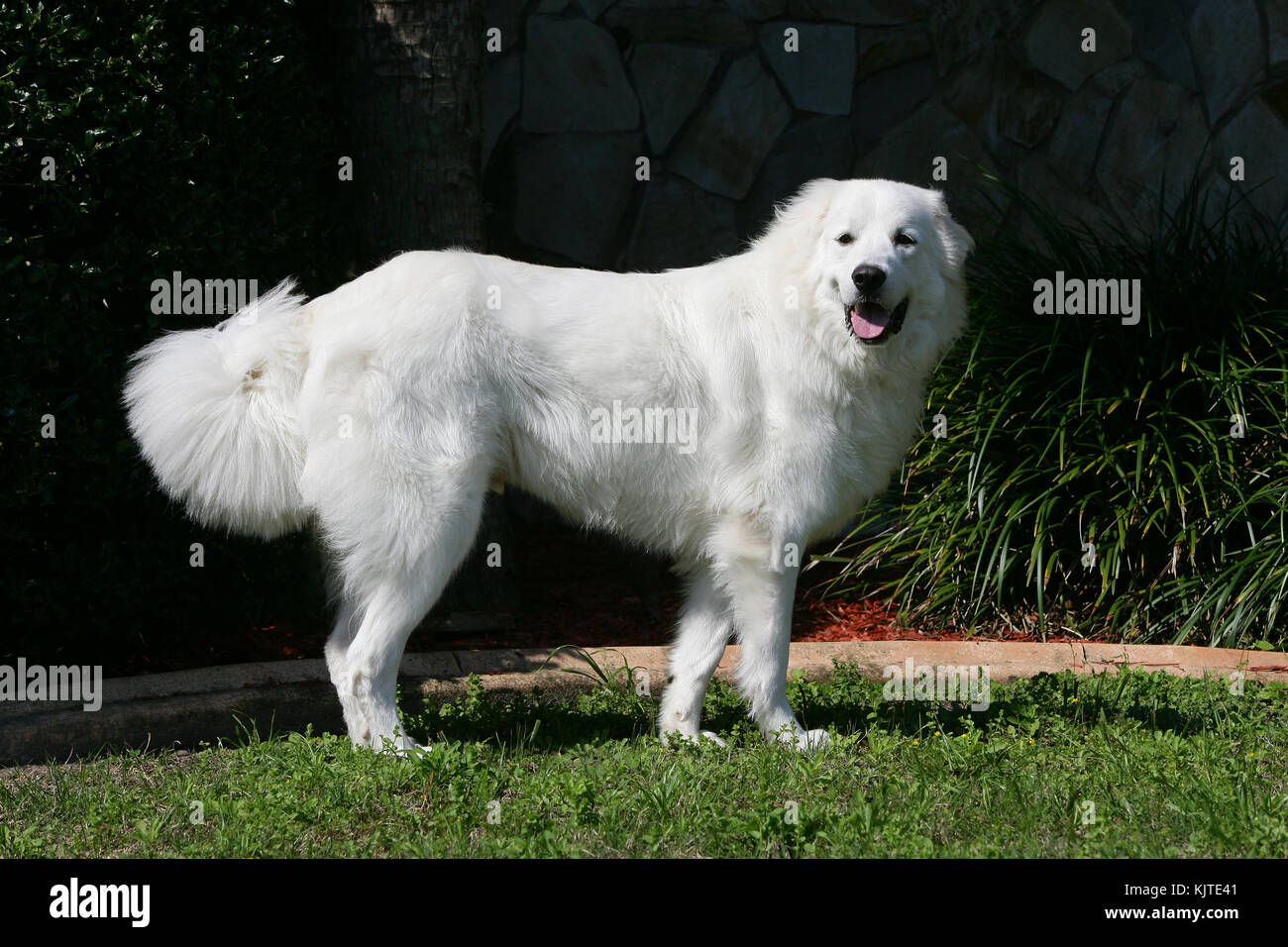 Pyrenean Mountain Dog Great Pyrenees Chien De Montagne Des