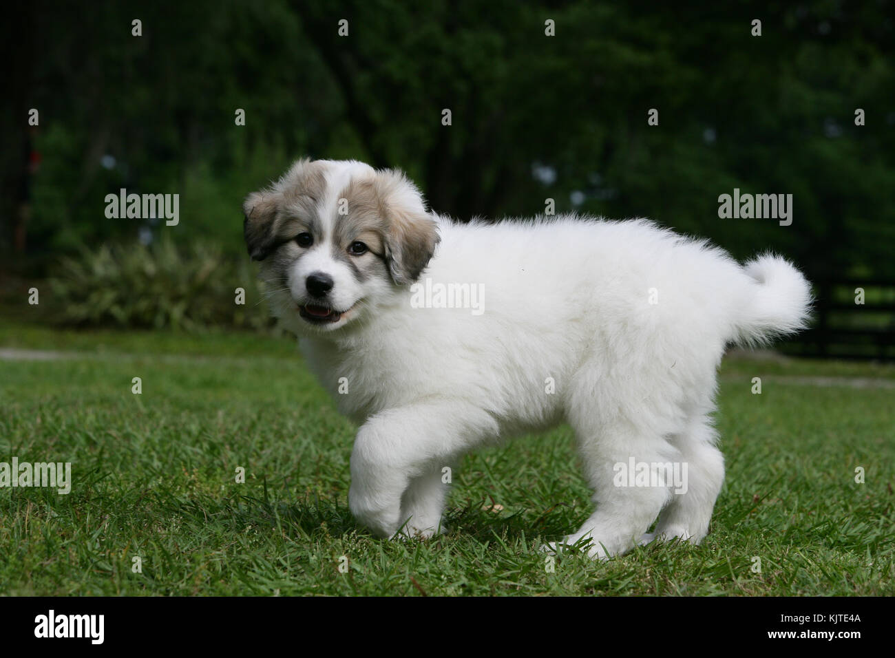 Pyrenean Mountain Dog Great Pyrenees Chien De Montagne Des
