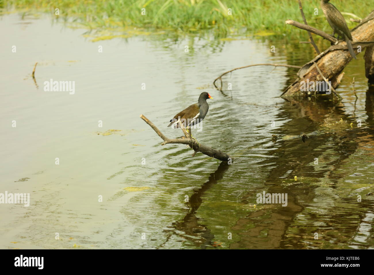 Moorhen is a distinctive species, with dark plumage apart from the white undertail, yellow legs and a red frontal shield. The young are browner. Stock Photo