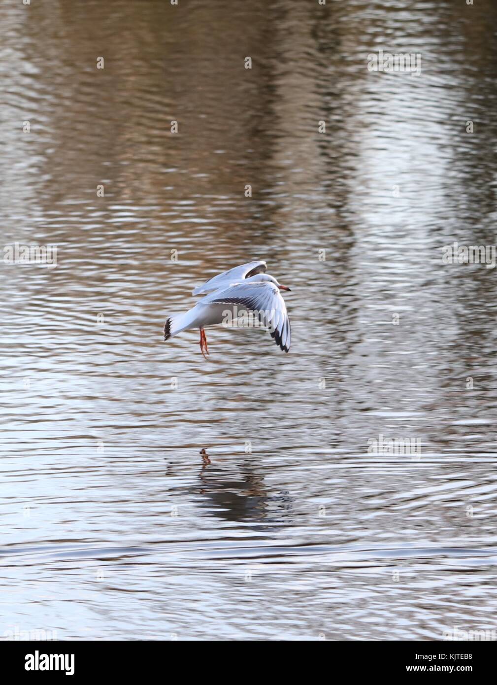 Single bird swooping down over a lake water reflecting Stock Photo