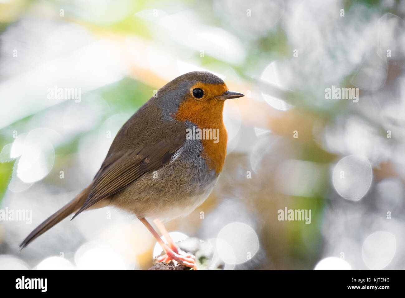 Robin Steed Wicksteed Park High Resolution Stock Photography and Images - Alamy