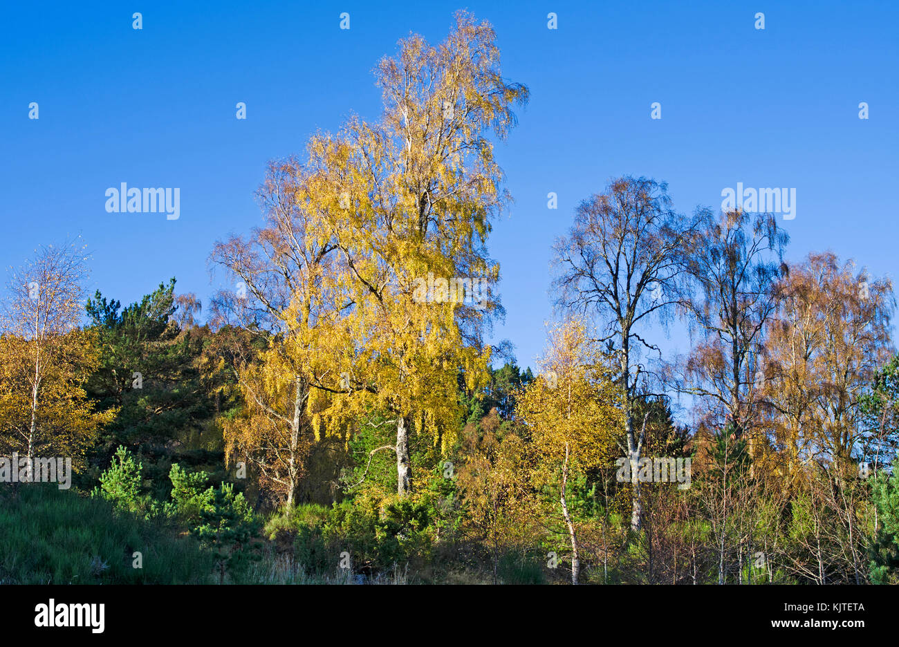 Colourful autumnal foliage on trees in woodland in the Rothiemurchus Estate, Cairngorms, Scottish Highlands, sunny autumn day, Scotland UK. Stock Photo