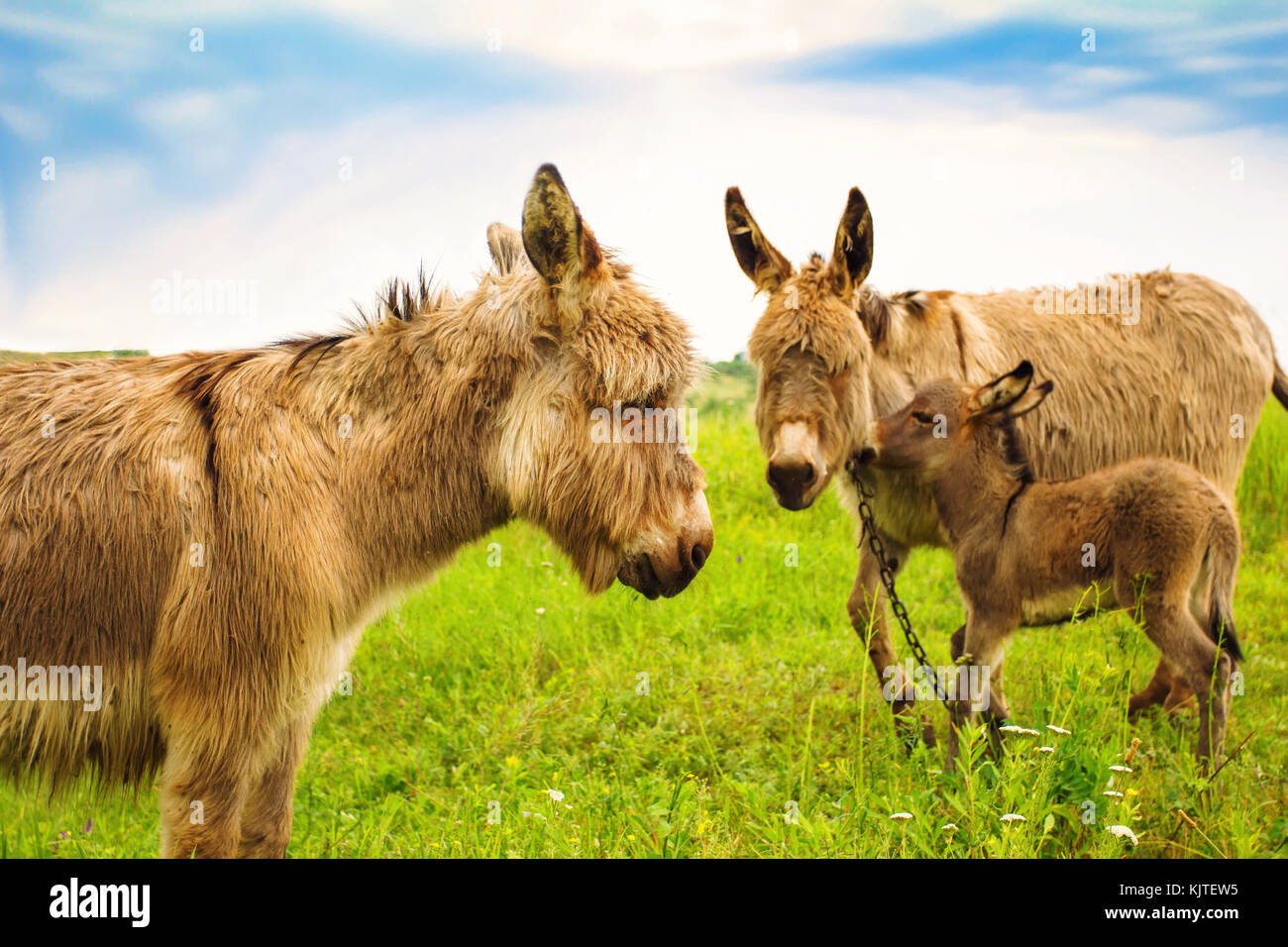 White Donkeys Meadow High Resolution Stock Photography and Images - Alamy