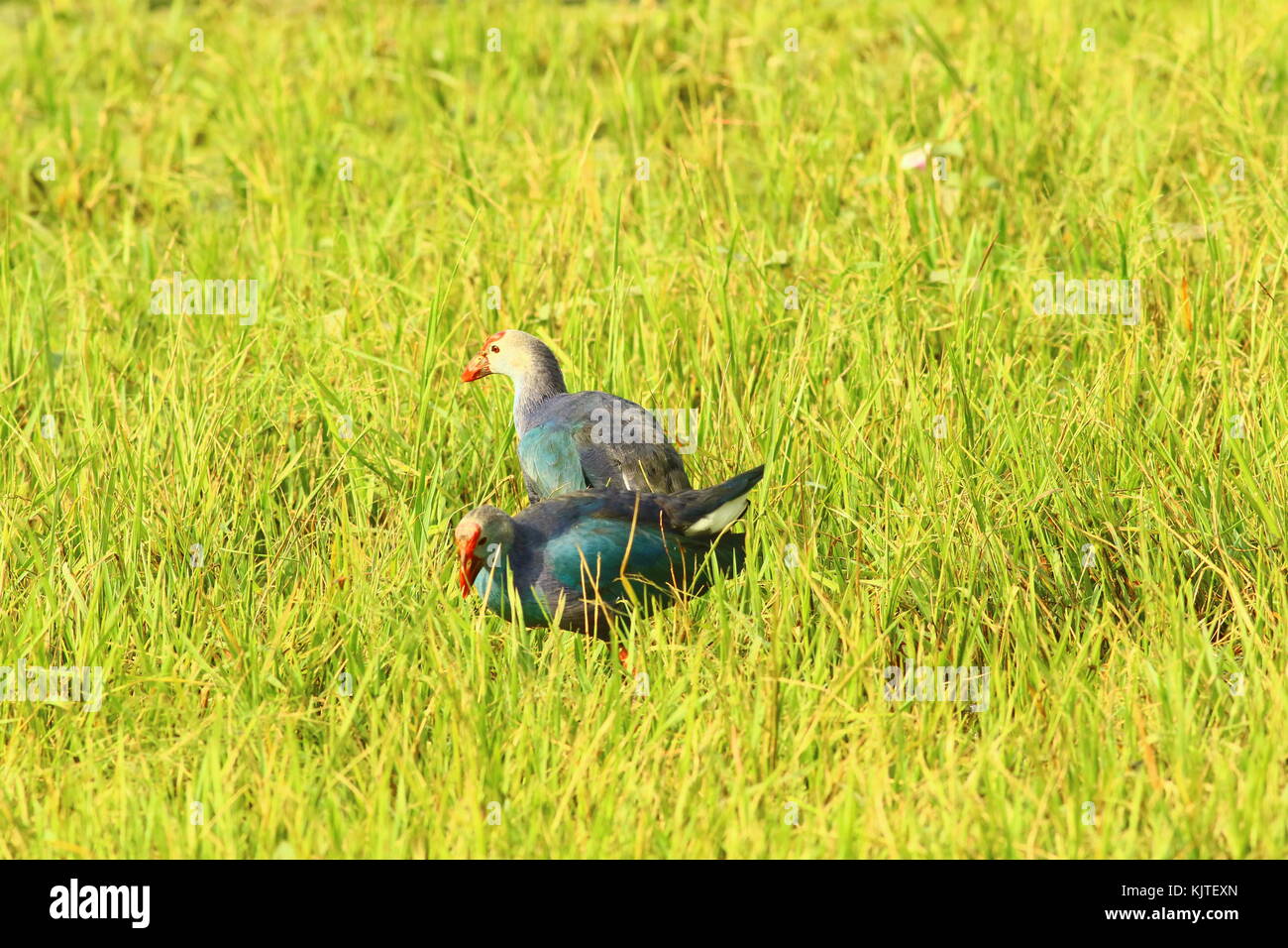 Purple Moorhen  in Thol Bird Sanctuary migrate from northern breeding areas to Thol lake as its southern wintering grounds. Stock Photo