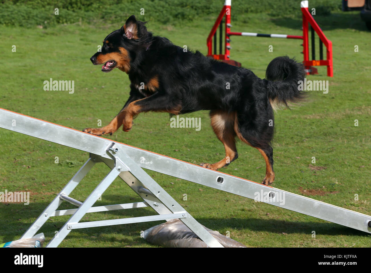 Jumping through hoop hires stock photography and images Alamy