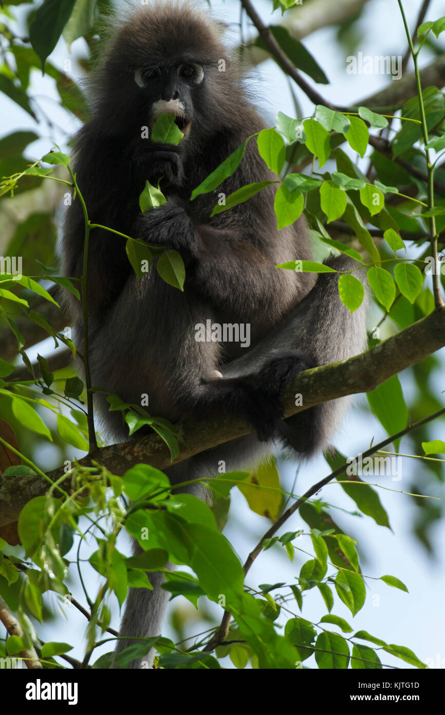 The dusky leaf monkey, spectacled langur, or spectacled leaf monkey (Trachypithecus obscurus) from Malaysia Stock Photo