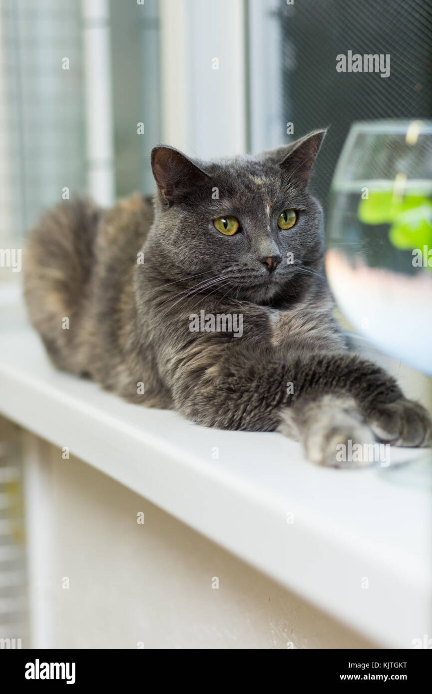 A gray cat lays on the window sill with his legs crossed Stock Photo