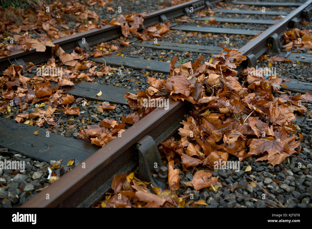 Autumnal leaves lie gathered on a train track. Stock Photo