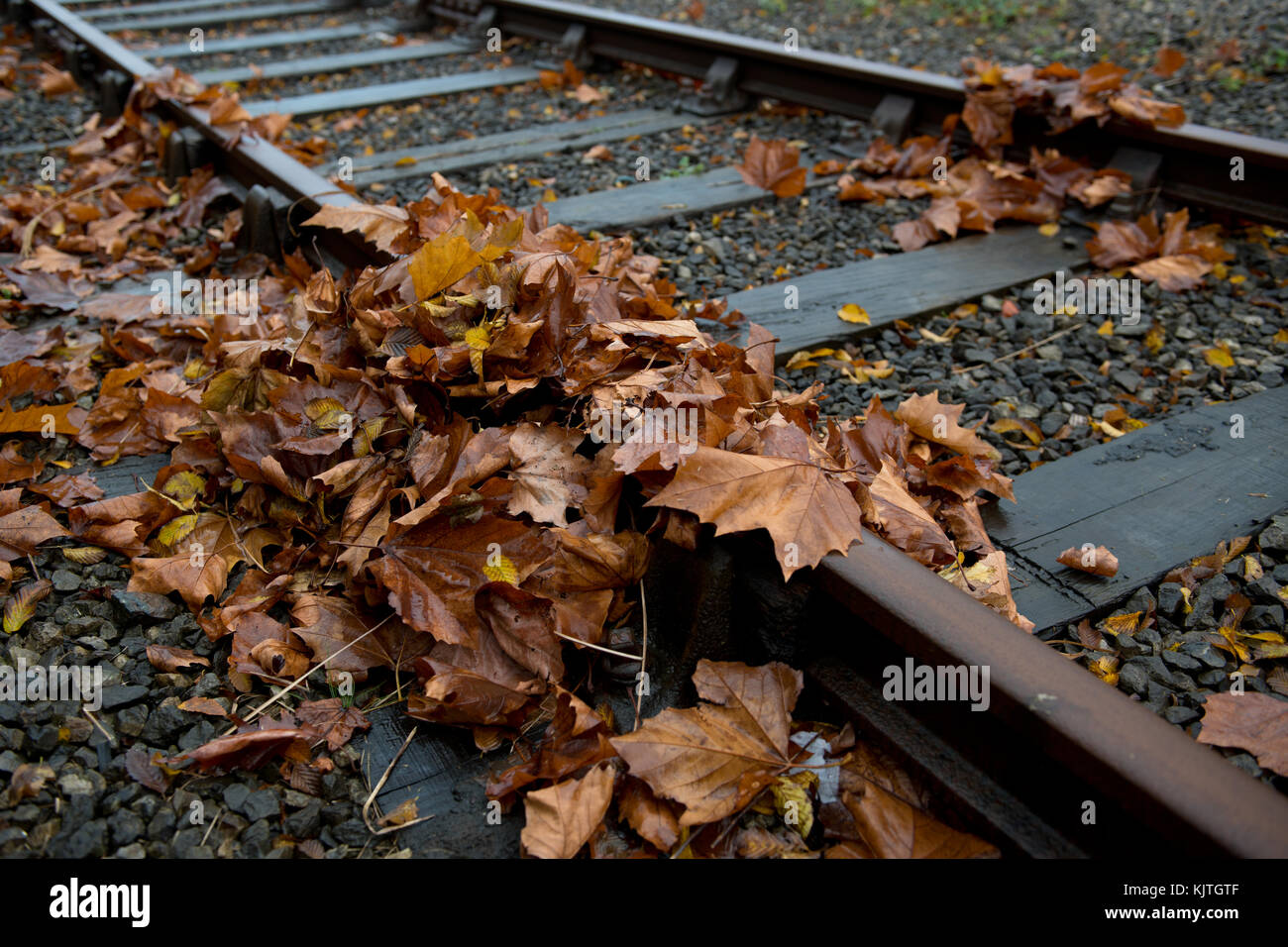 Autumnal leaves lie gathered on a train track. Stock Photo