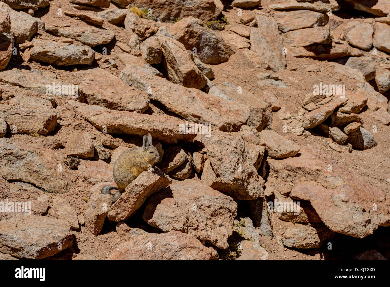 Photo taken in August 2017 in Altiplano Bolivia, South America: Chilean chinchilla Rabbit in Stones Altiplano Bolivia Stock Photo