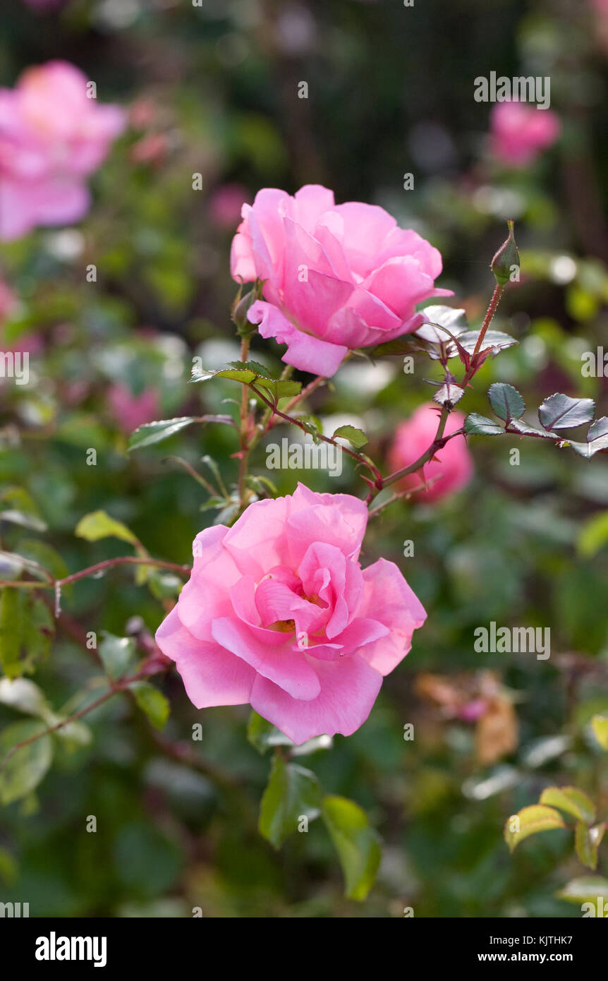 Rosa. Pink roses flowering in November. Stock Photo