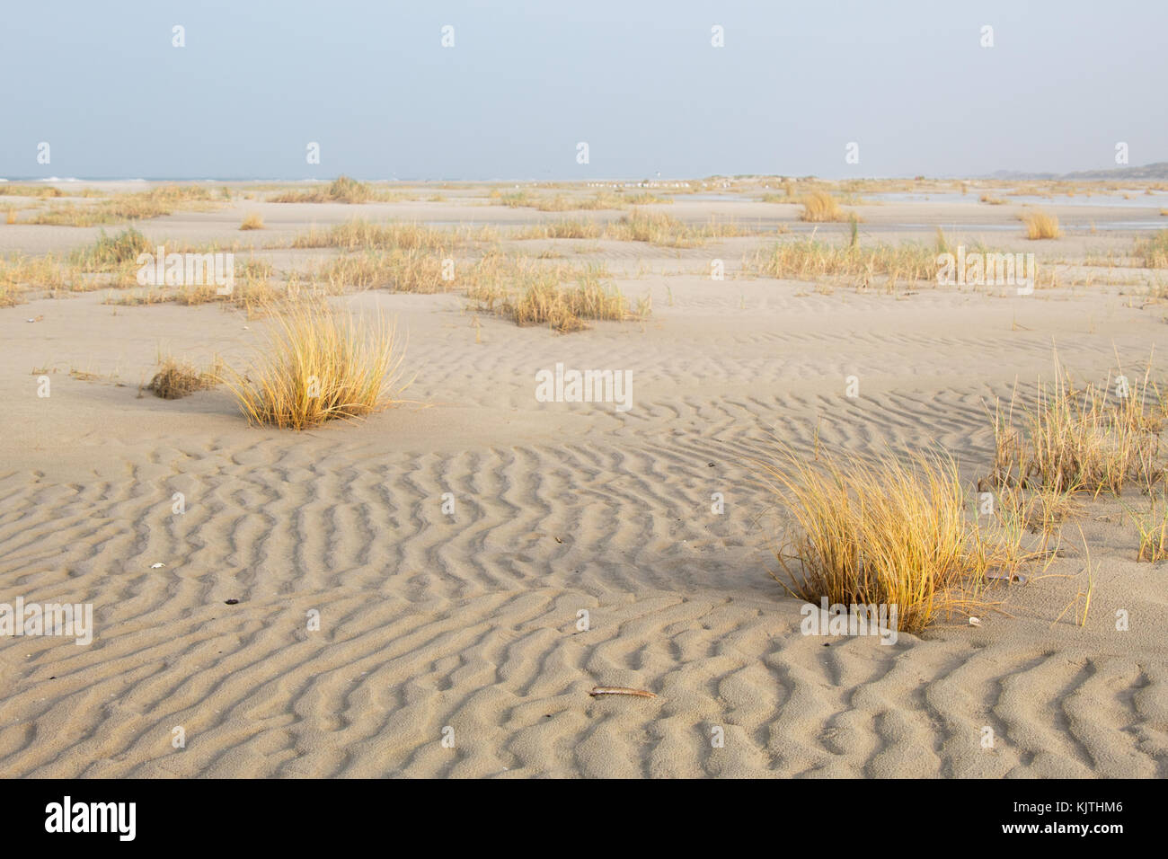 Ripples in the sand of a vast beach, grown with Sand couch grass Stock Photo
