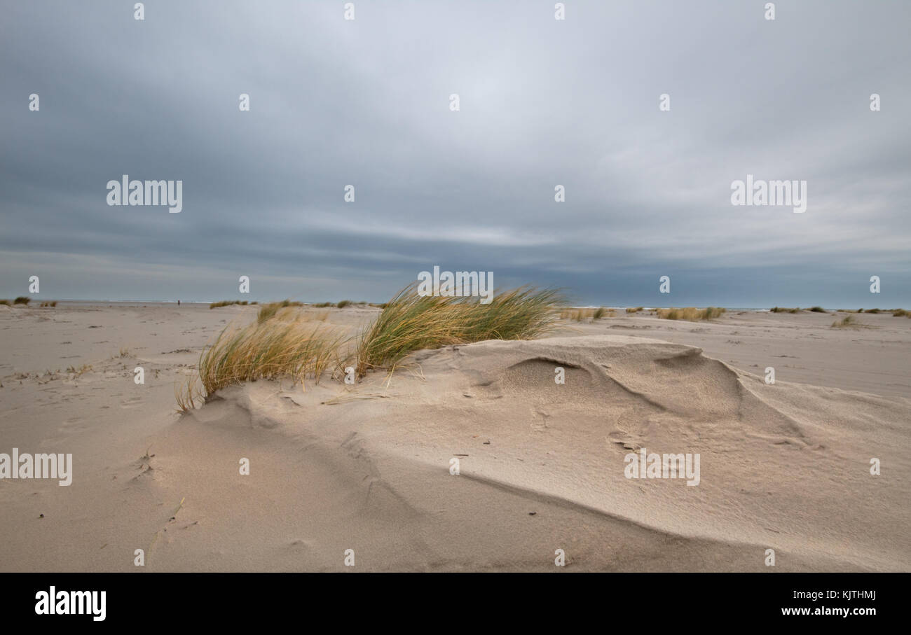Dune forming on a stormy beach: Sand couch and Marram grass catches sand and forms embryonic dunes Stock Photo
