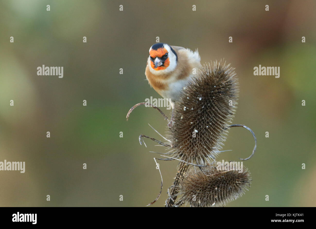 A beautiful Goldfinch (Carduelis carduelis) perched and feeding on the seeds of a teasel plant. Stock Photo