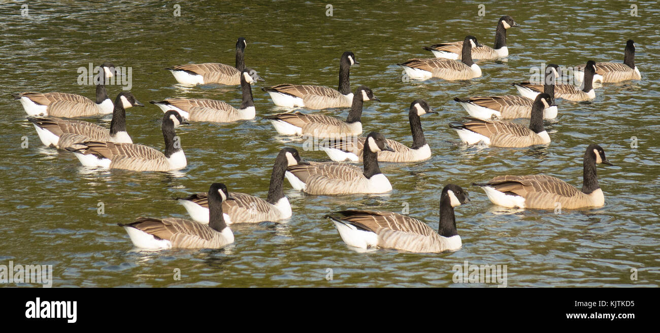 England, Canada Geese on river Thames Stock Photo