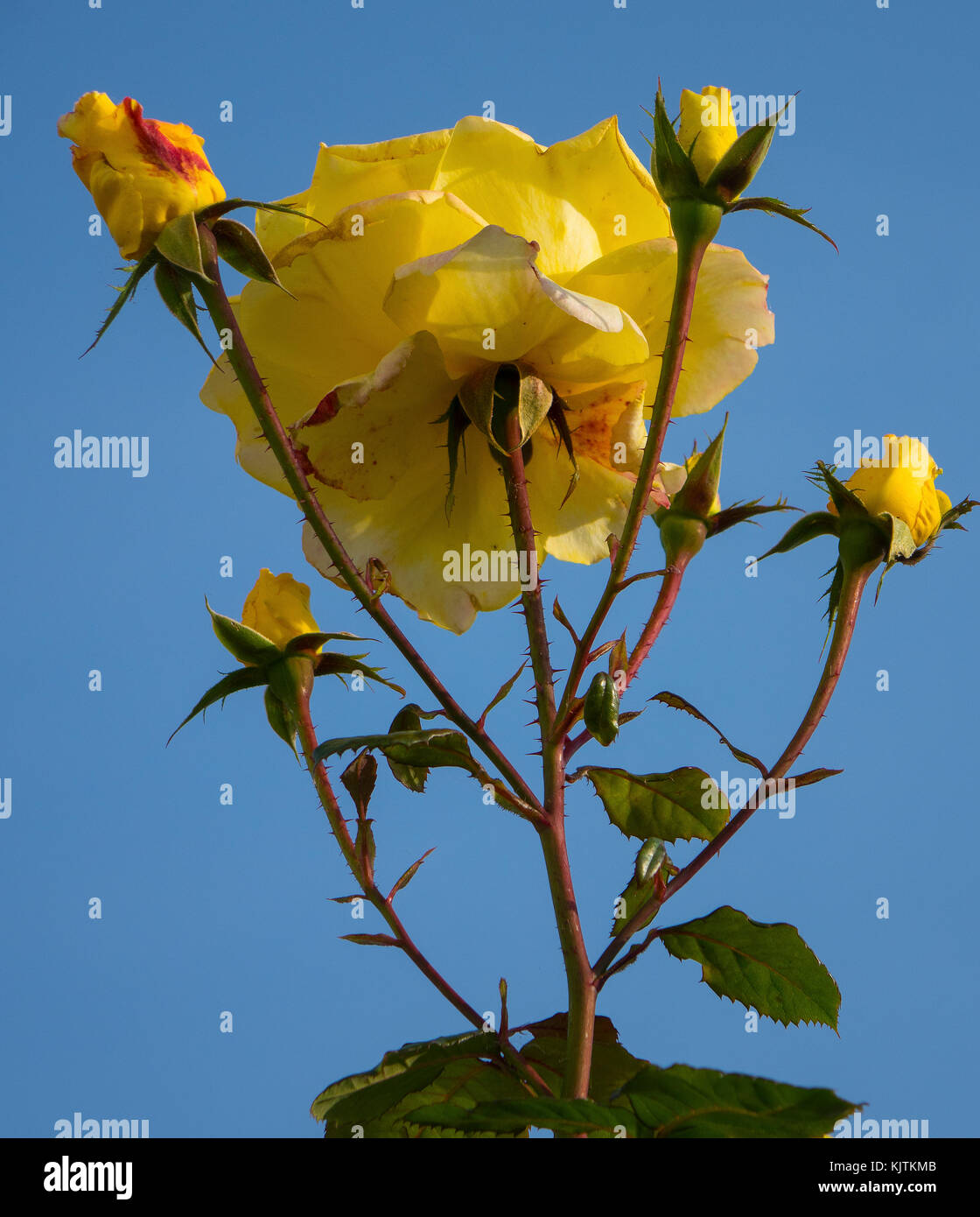 England, yellow rose & blue sky Stock Photo