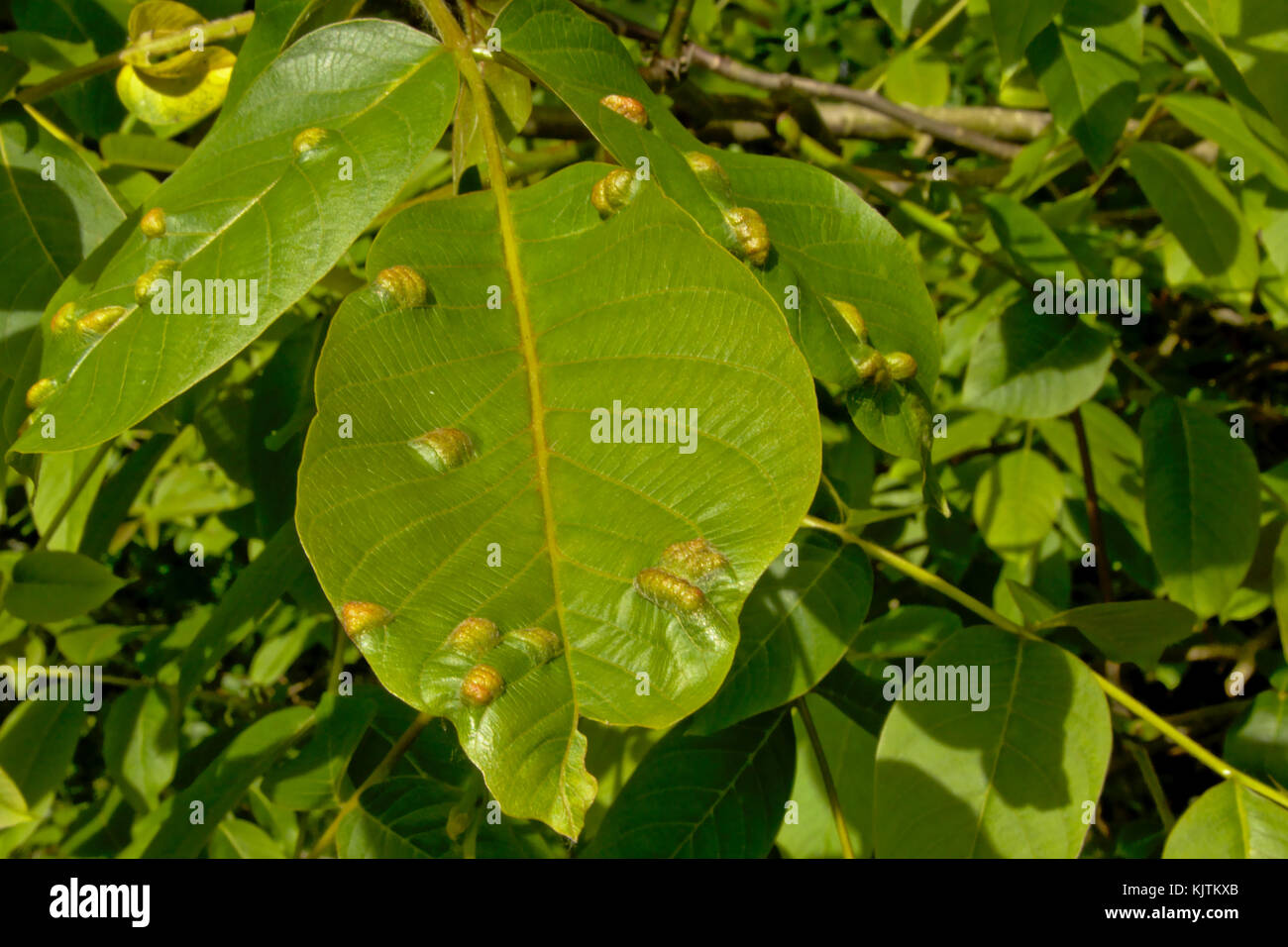 Mite galls on young leafs of a walnut tree, selective focus Stock Photo