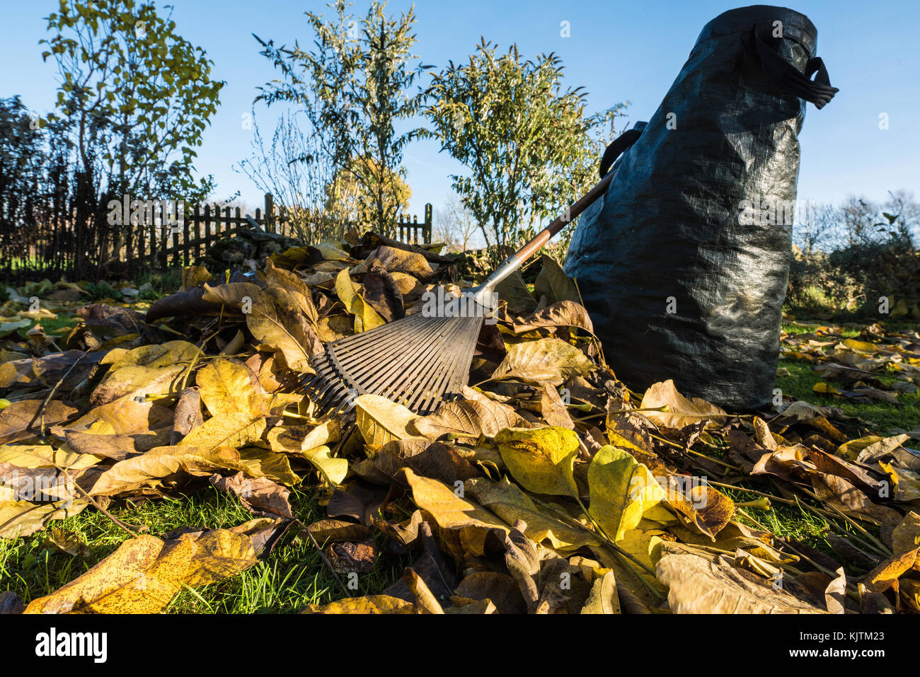 Raking leaves, pile of autumn leaves (fall foliage), rake and bag Stock Photo