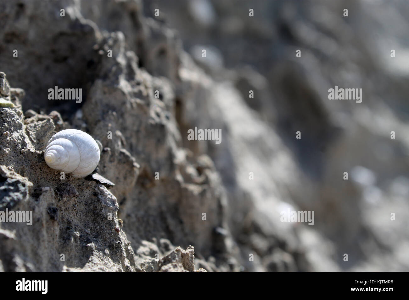 Photograph of a snail, called in Ecuador 'Churo' Stock Photo