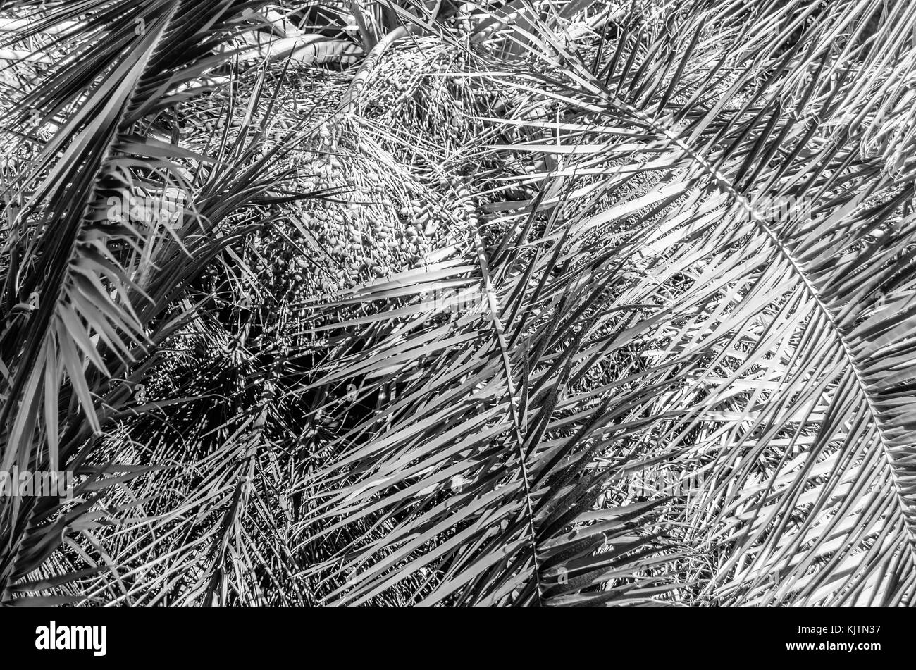 Black and white palm tree leaf pattern Stock Photo - Alamy
