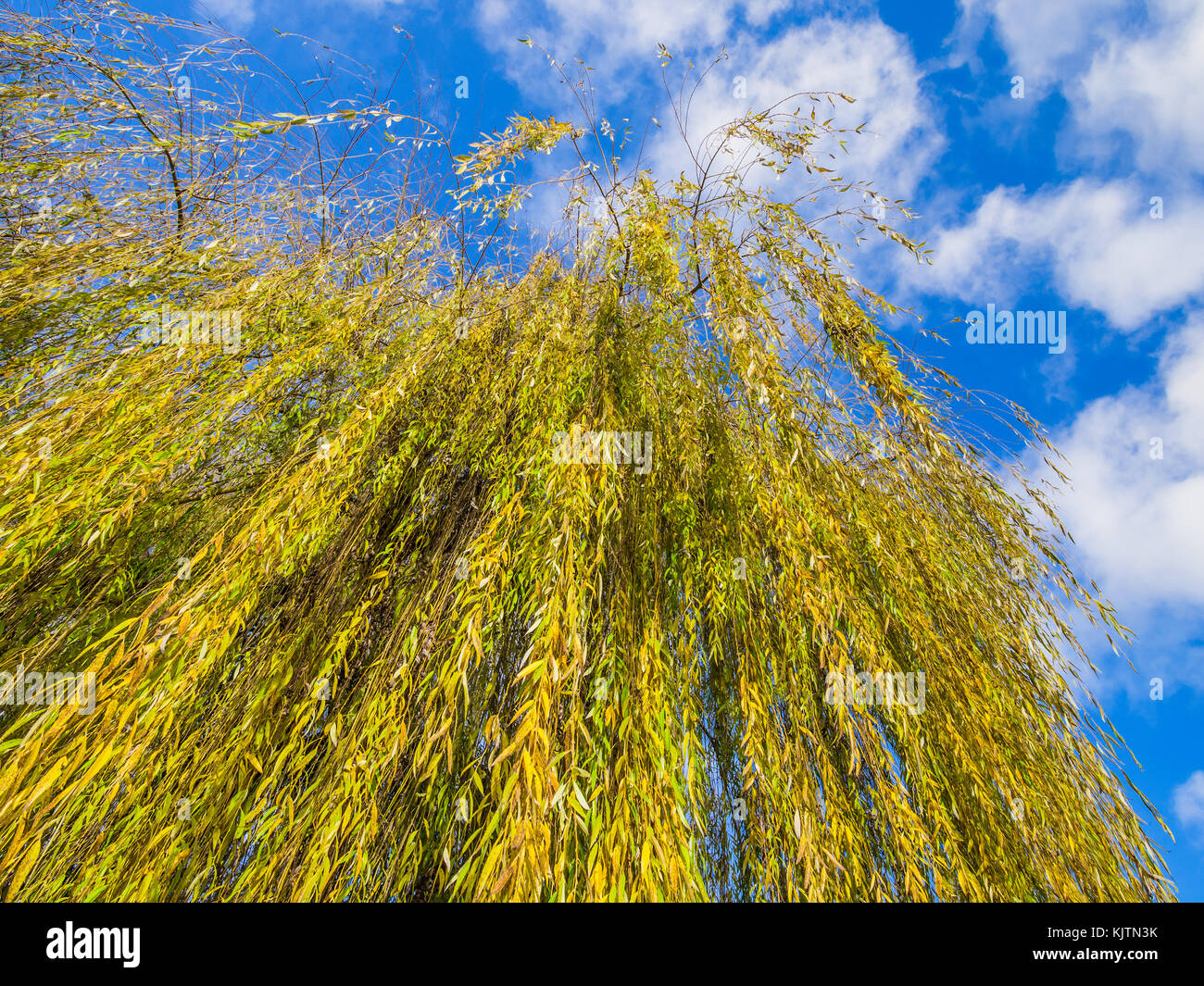 Autumn willow tree hires stock photography and images Alamy