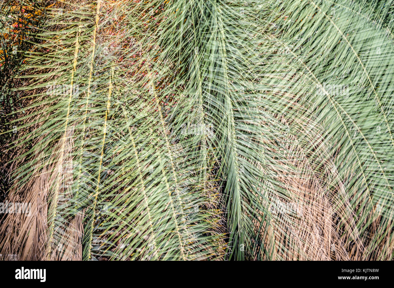 Green palm tree leaves pattern, natural background Stock Photo - Alamy