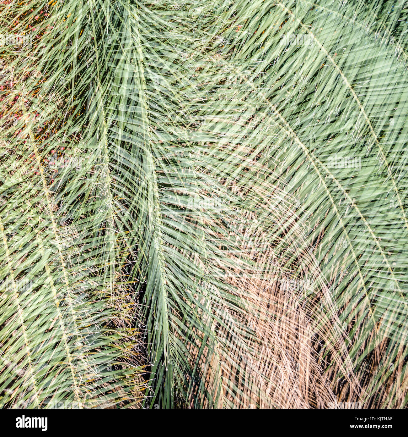 Green palm tree leaves pattern, natural background Stock Photo - Alamy