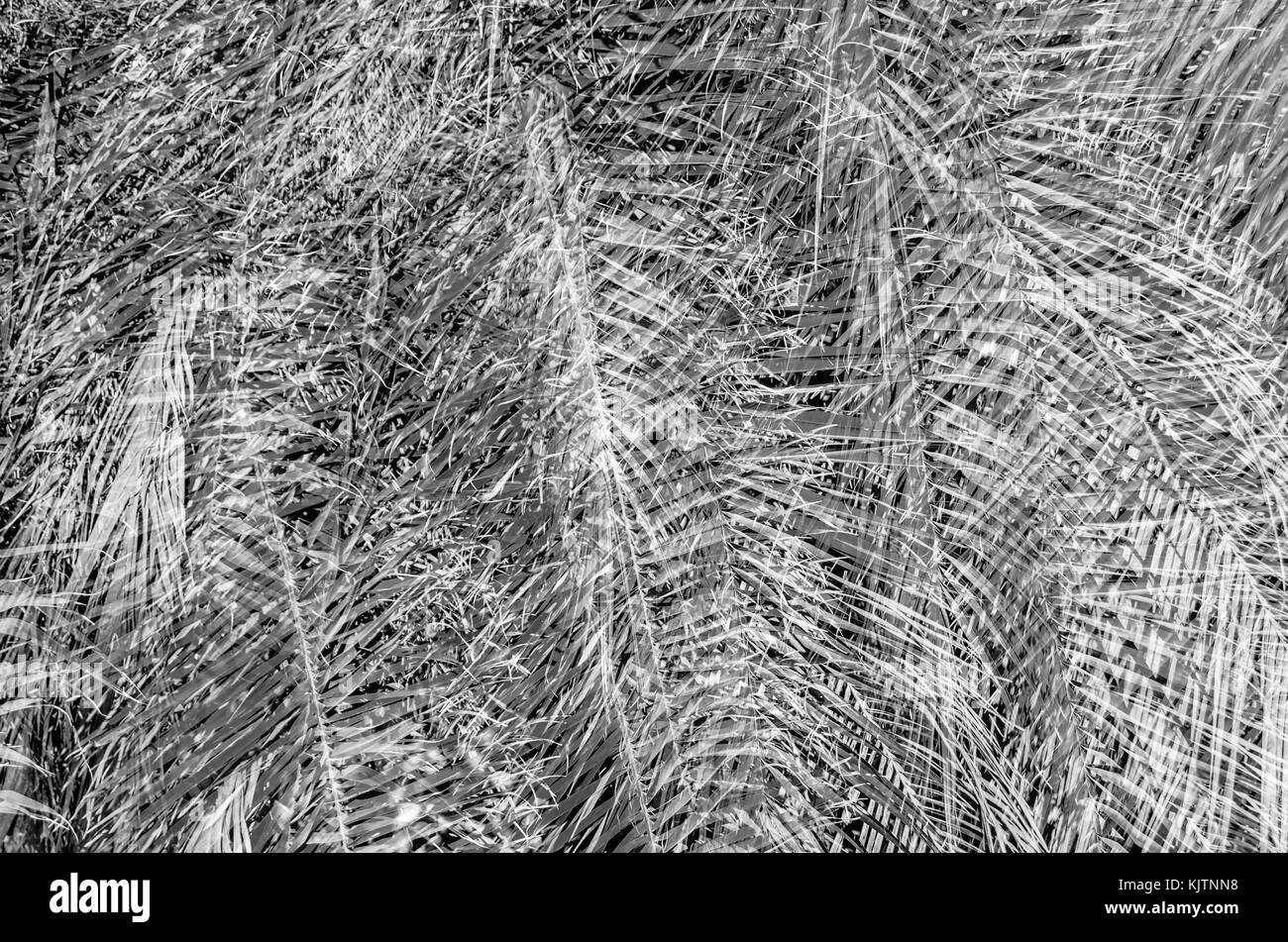 Black and white palm tree leaf pattern Stock Photo - Alamy