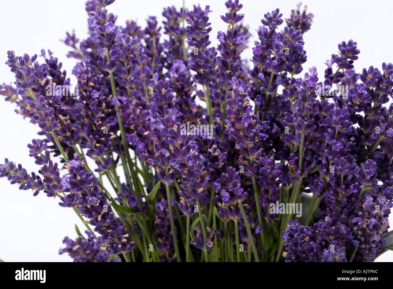 Lavender isolated on white background Stock Photo - Alamy