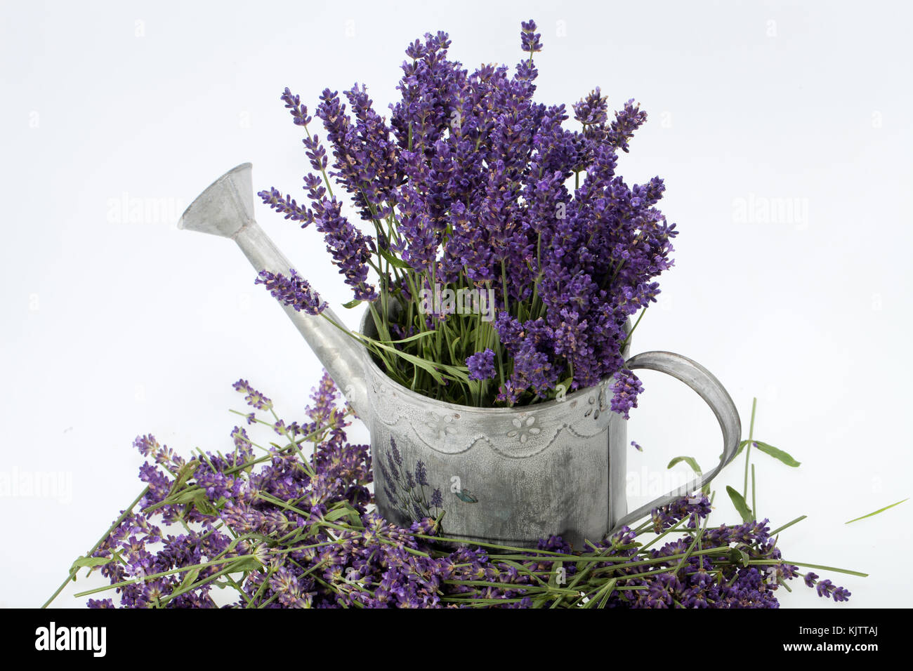 Watering Can and Lavender isolated on white Stock Photo Alamy