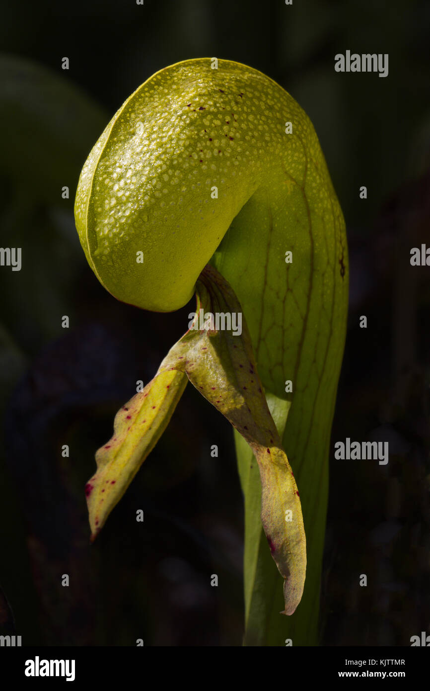 Carnivorous cobra lilies, a rare pitcher plant species, is protected at the Darlington Wayside, a state natural area, near Florence, Oregon. Stock Photo
