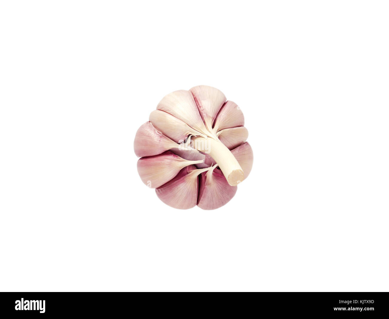 Purple garlic bulb isolated on white. Top view. Stock Photo