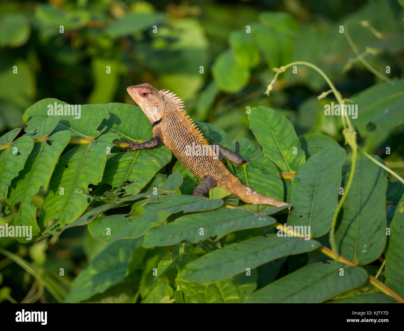 Brown lizard in green plant leafs Stock Photo