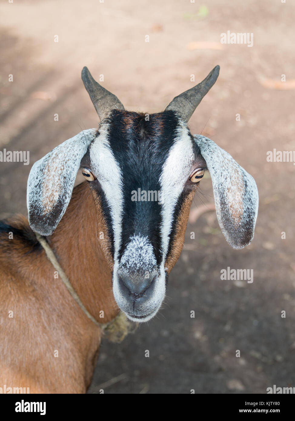 Goat close-up facing camera Stock Photo