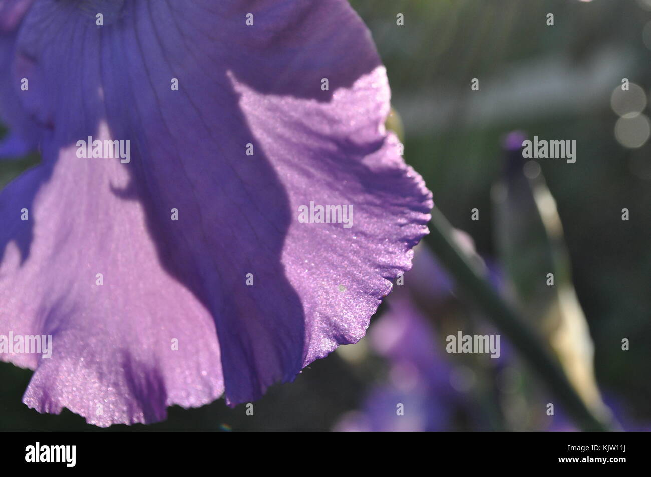 Close up of a purple flower petal with the light hitting the petal Stock Photo