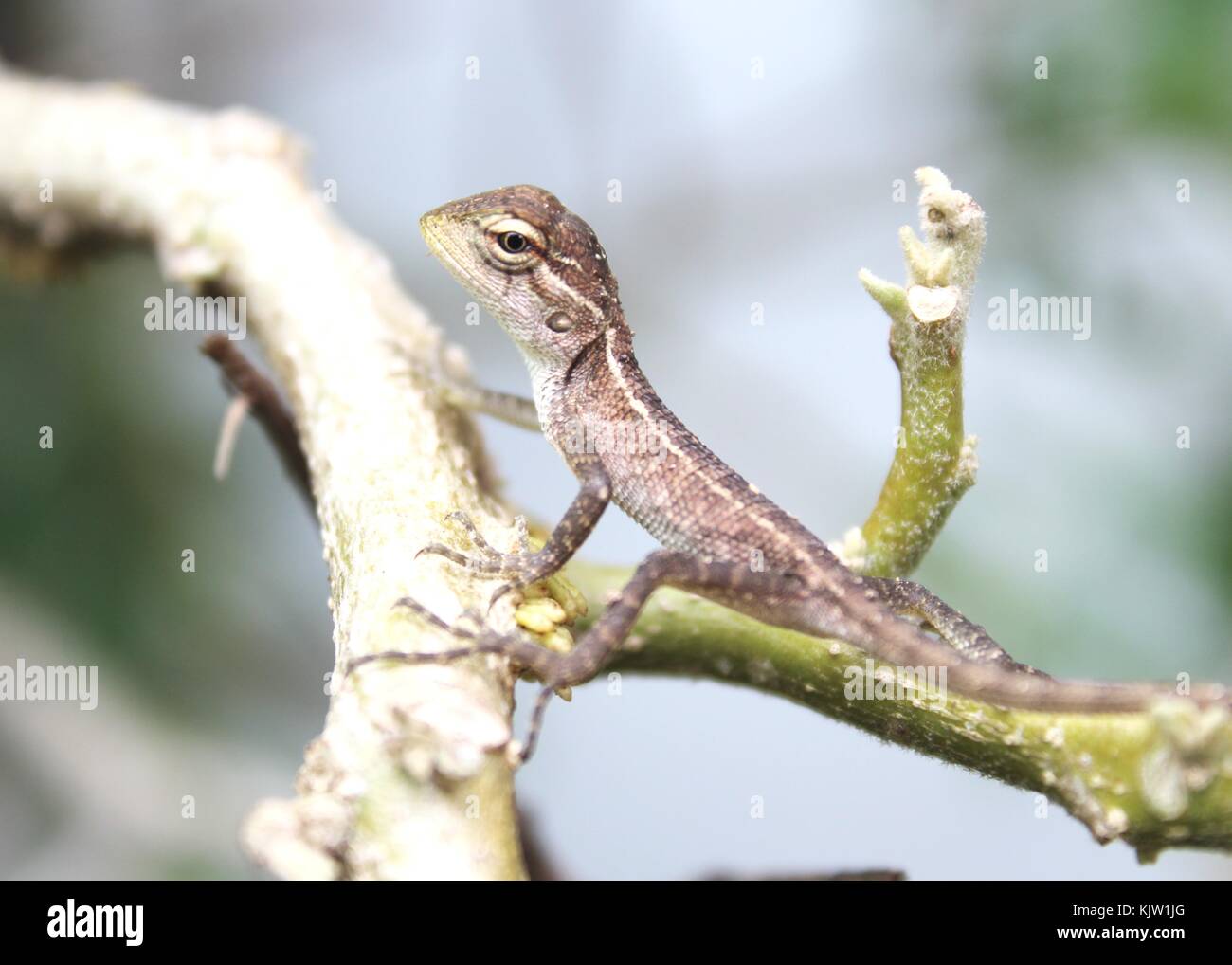 close up of a small baby garden lizard / tree lizard seen in  Sri Lanka Stock Photo