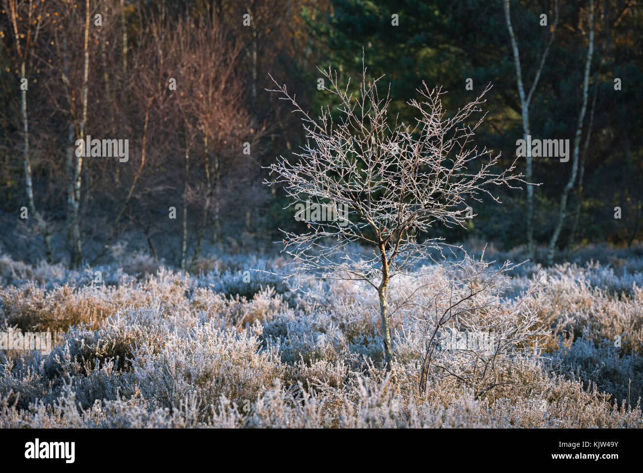 A small Silver Birch sapling covered in hoar frost on a cold November morning on Frensham Common in Surrey, England. Stock Photo