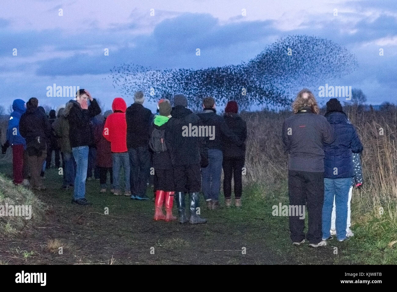 Flying Insect Murmurations flock fly animal starling flight swarm bird dusk murmuration blackpool ...