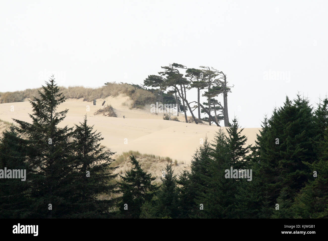 The Oregon Dunes appear behind trees in Florence, Oregon, US, 06 September 2017. The Oregon Dunes National Recreation Area contains a dune belt at the Pacific Coast. A 50-kilometre-long dune area stretches along the Pacific Coast between Coos Bay and Florence. Its highes point is 150 metres high. Photo: Alexandra Schuler/dpa Stock Photo